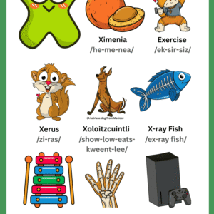 A colorful Letter X Vocabulary Learning Chart for kids featuring illustrations of Ximenia, Exercise, Xerus, Xoloitzcuintli, X-ray Fish, Xylophone, X-ray, and an Xbox.