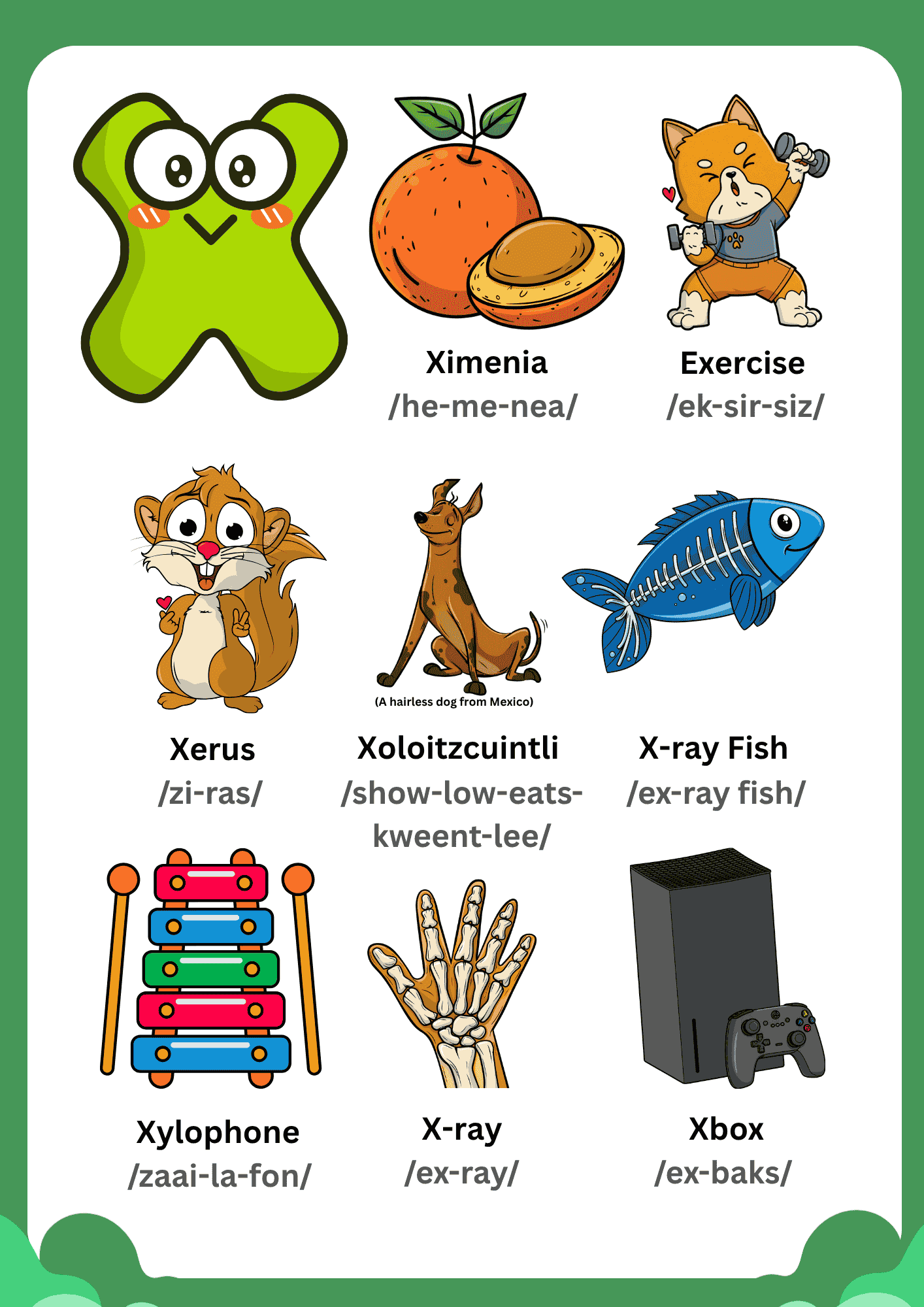 A colorful Letter X Vocabulary Learning Chart for kids featuring illustrations of Ximenia, Exercise, Xerus, Xoloitzcuintli, X-ray Fish, Xylophone, X-ray, and an Xbox.